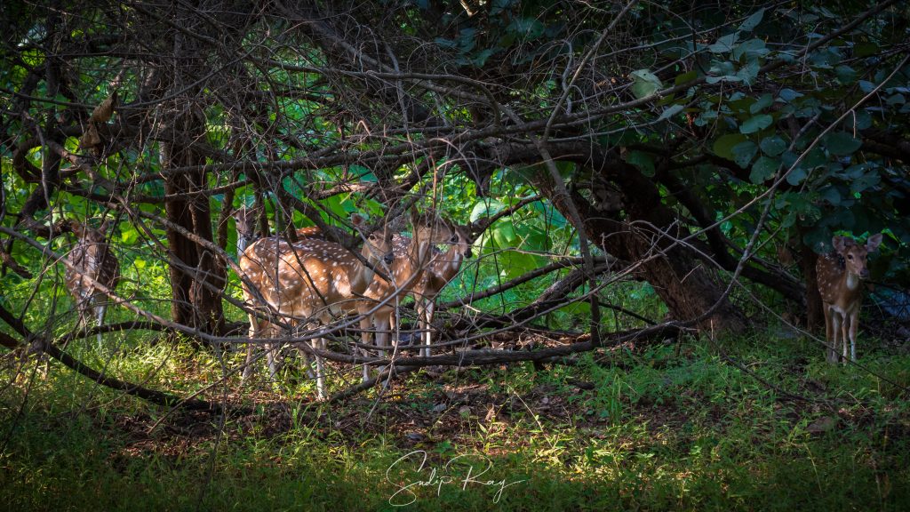 Deers at Gir National Park