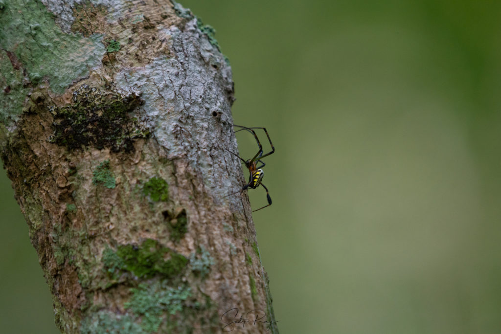 Malabar Spider