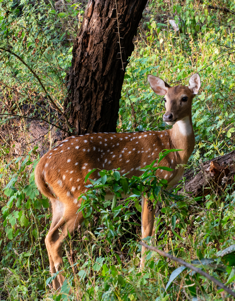 Deer at Gir National Park