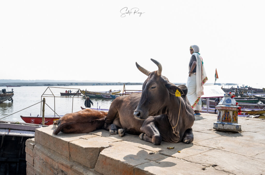 Cows & Ghats
