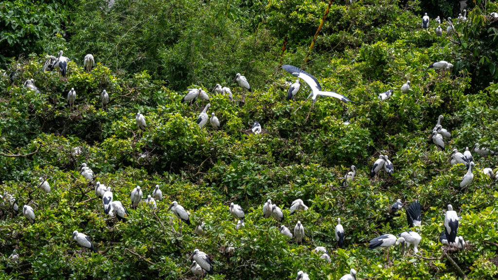 Nesting of birds at Kulik Bird Sanctuary