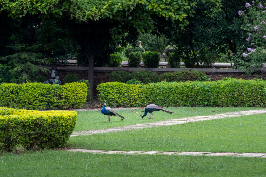 Peacocks roaming in Deo Bagh