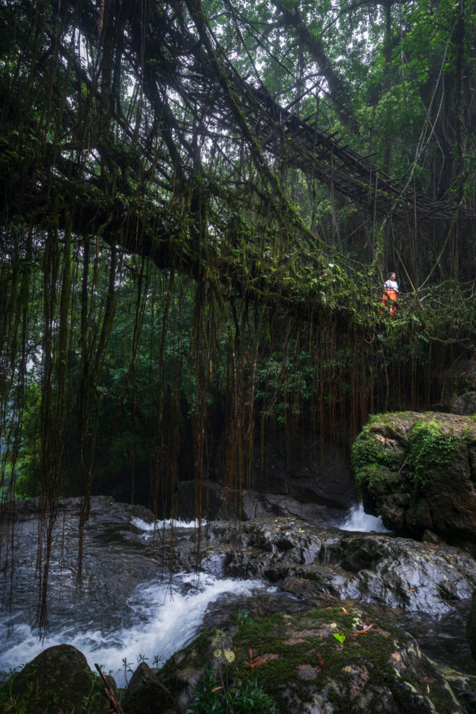 Living Root Bridge of Kudeng Rim