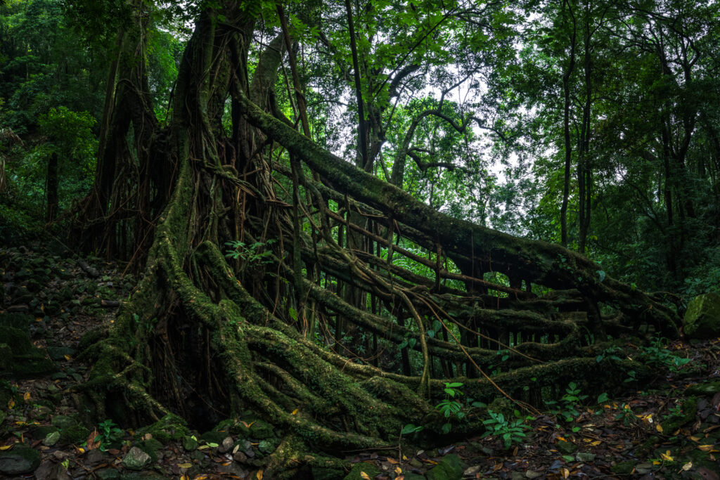 Living Root Bridges of Meghalaya