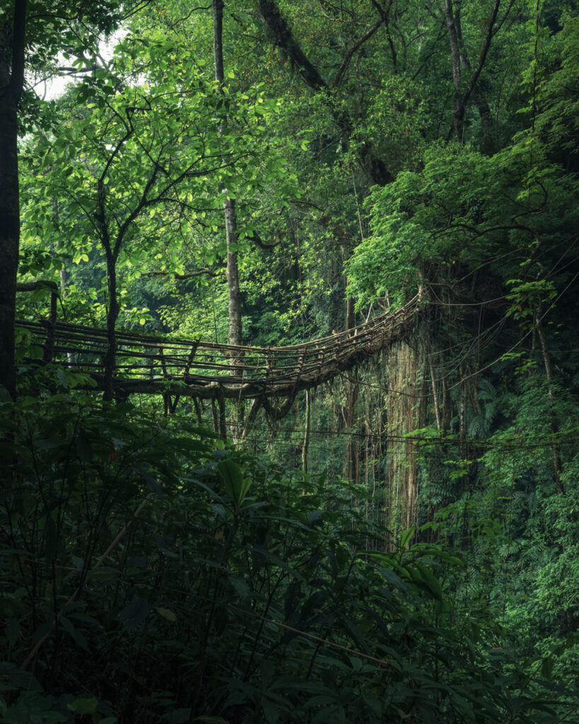 Living Root Bridges