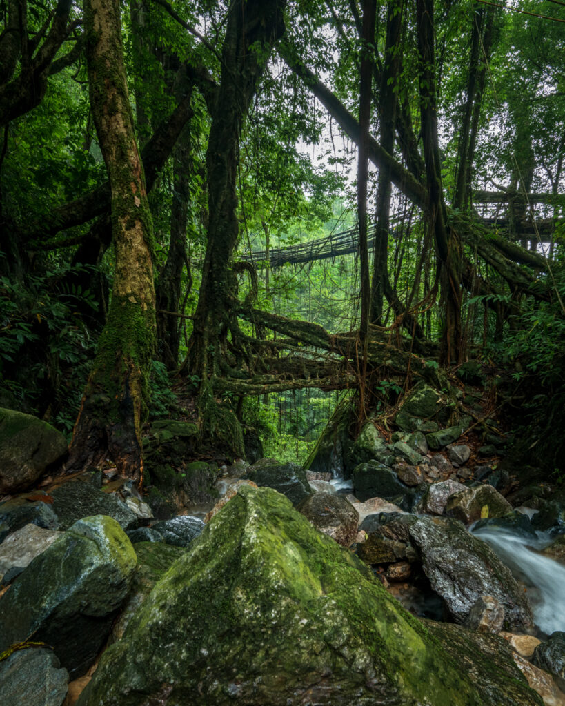 Living Root Bridges of Rangthylliang