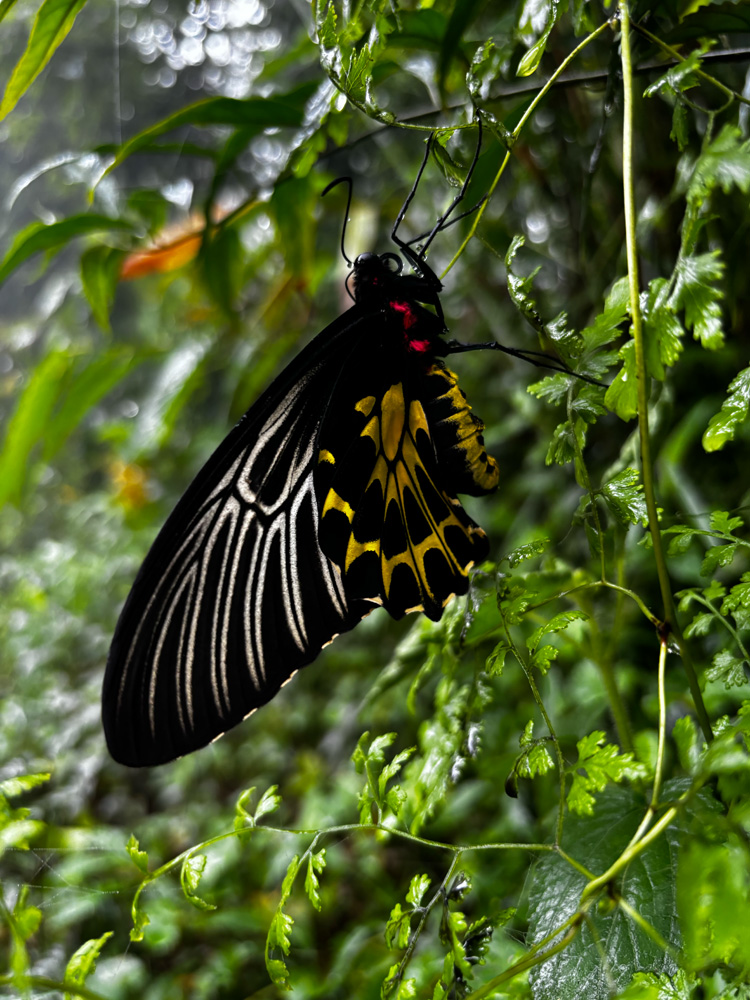 Butterflies of Meghalaya