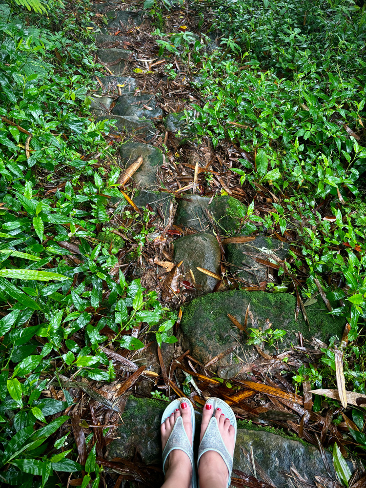 Road to Living Root Bridges