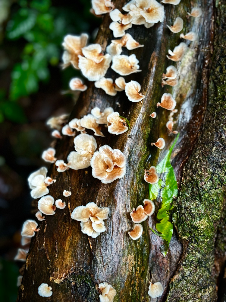 Mushrooms of Meghalaya