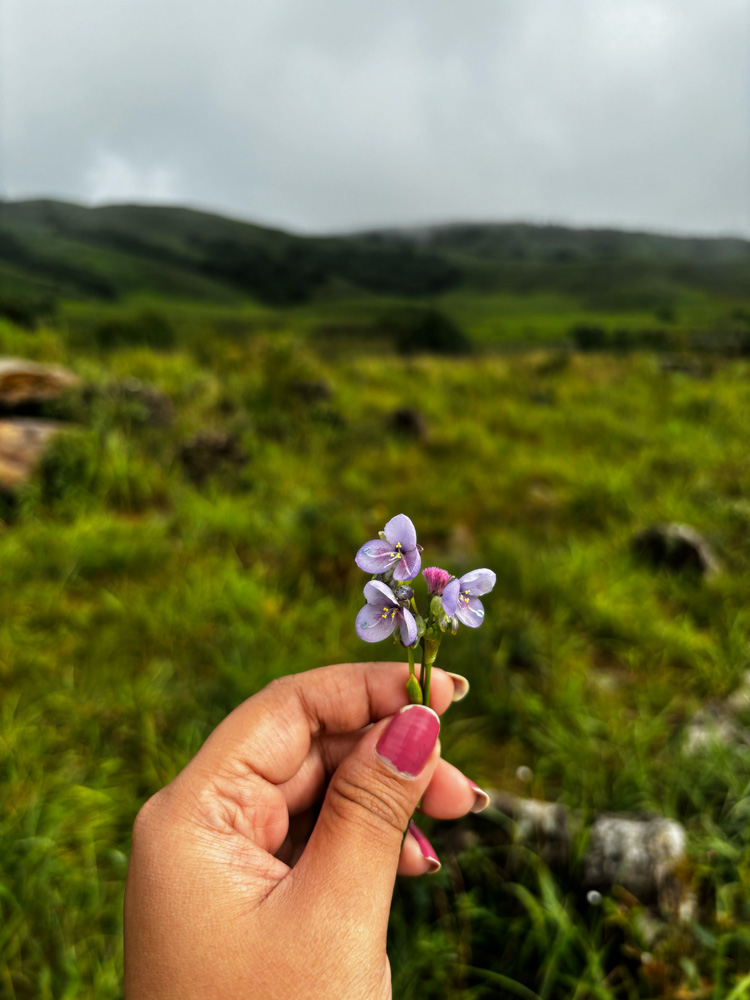 Landscape of Meghalaya