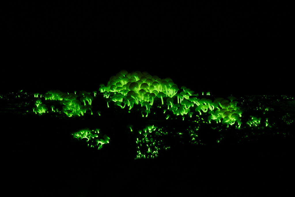 Bio luminous mushrooms 