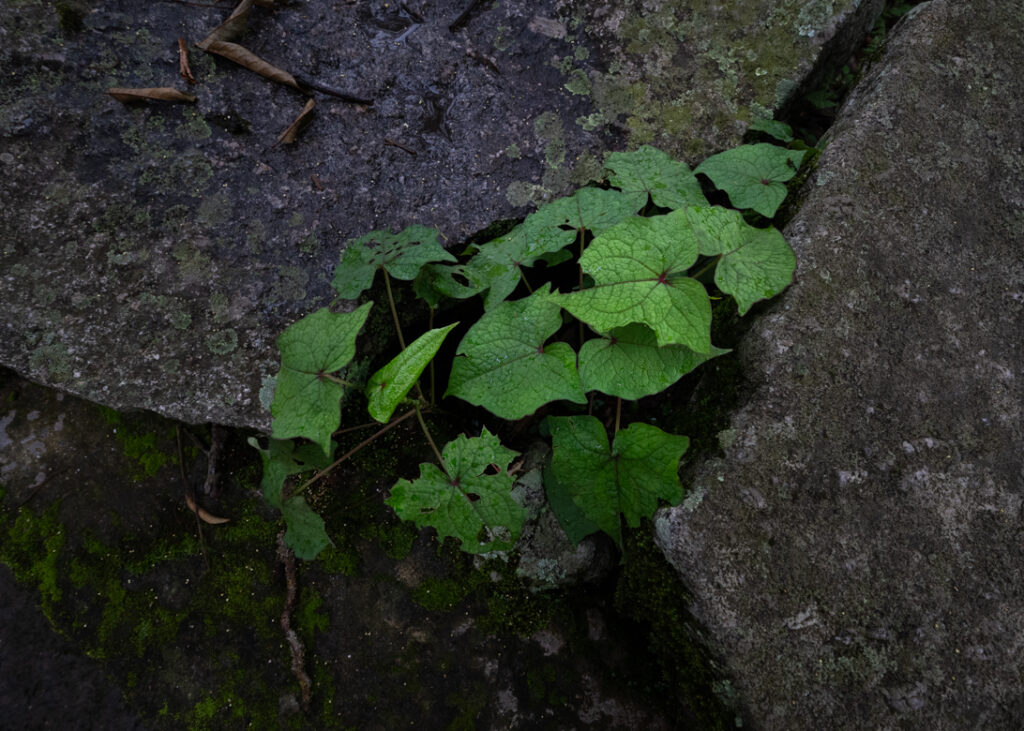 Foliage in Nartiang