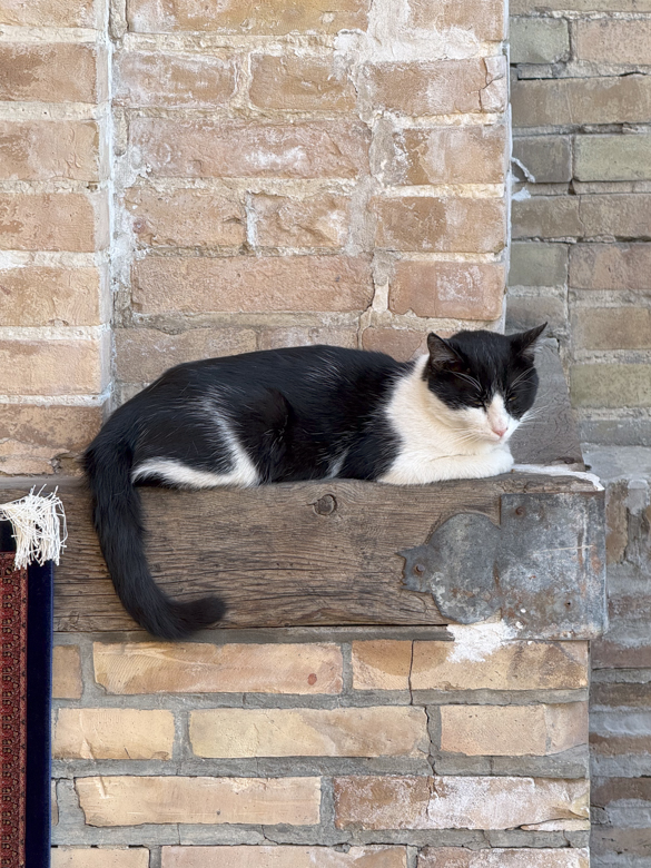 Cats in Bukhara